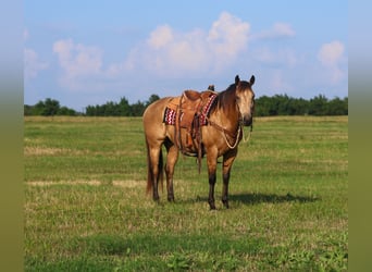 American Quarter Horse, Wallach, 8 Jahre, 152 cm, Buckskin