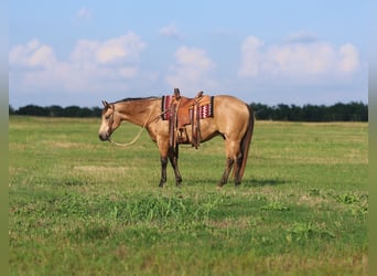 American Quarter Horse, Wallach, 8 Jahre, 152 cm, Buckskin