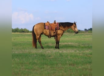 American Quarter Horse, Wallach, 8 Jahre, 152 cm, Buckskin