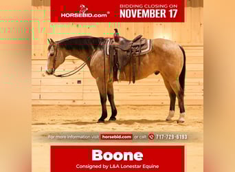 American Quarter Horse, Wallach, 8 Jahre, 152 cm, Buckskin