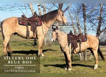 American Quarter Horse, Wallach, 8 Jahre, 152 cm, Buckskin