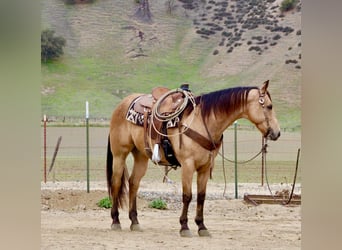 American Quarter Horse, Wallach, 8 Jahre, 152 cm, Buckskin