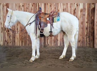 American Quarter Horse Mix, Wallach, 8 Jahre, 152 cm, Cremello