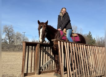 American Quarter Horse, Wallach, 8 Jahre, 152 cm, Dunkelfuchs