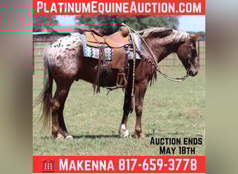 American Quarter Horse, Wallach, 8 Jahre, 152 cm, Dunkelfuchs