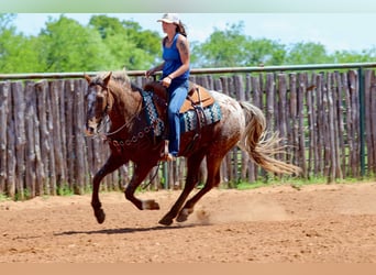 American Quarter Horse, Wallach, 8 Jahre, 152 cm, Dunkelfuchs