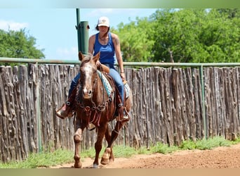 American Quarter Horse, Wallach, 8 Jahre, 152 cm, Dunkelfuchs