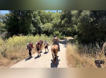 American Quarter Horse, Wallach, 8 Jahre, 152 cm, Falbe