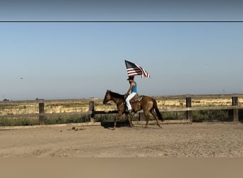 American Quarter Horse, Wallach, 8 Jahre, 152 cm, Falbe