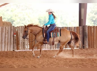 American Quarter Horse, Wallach, 8 Jahre, 152 cm, Falbe