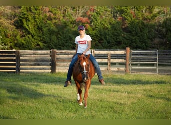 American Quarter Horse, Wallach, 8 Jahre, 152 cm