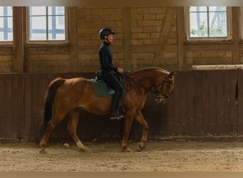 American Quarter Horse, Wallach, 8 Jahre, 152 cm, Fuchs