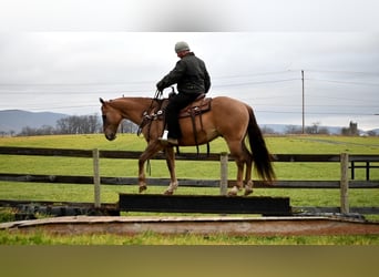 American Quarter Horse, Wallach, 8 Jahre, 152 cm, Grullo