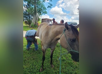 American Quarter Horse, Wallach, 8 Jahre, 152 cm, Grullo