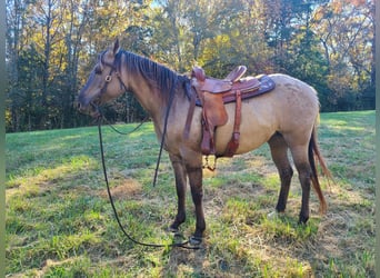 American Quarter Horse, Wallach, 8 Jahre, 152 cm, Grullo