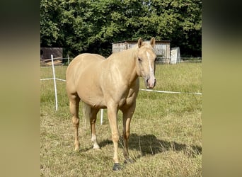 American Quarter Horse, Wallach, 8 Jahre, 152 cm, Palomino