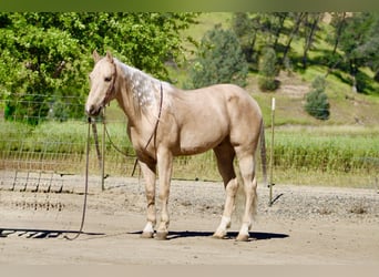 American Quarter Horse, Wallach, 8 Jahre, 152 cm, Palomino