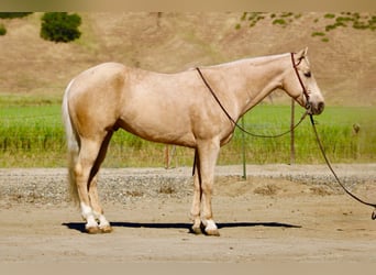 American Quarter Horse, Wallach, 8 Jahre, 152 cm, Palomino