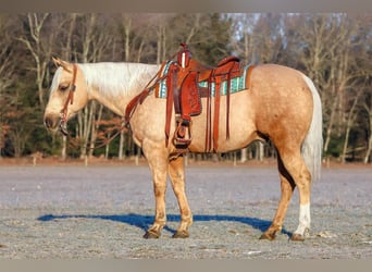 American Quarter Horse, Wallach, 8 Jahre, 152 cm, Palomino