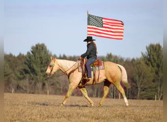 American Quarter Horse, Wallach, 8 Jahre, 152 cm, Palomino