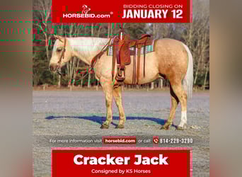 American Quarter Horse, Wallach, 8 Jahre, 152 cm, Palomino