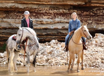 American Quarter Horse, Wallach, 8 Jahre, 152 cm, Palomino