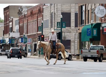 American Quarter Horse, Wallach, 8 Jahre, 152 cm, Palomino