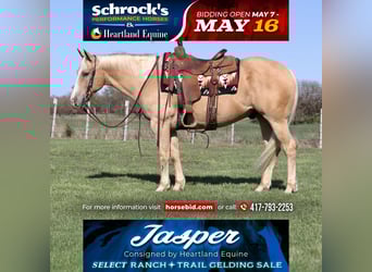 American Quarter Horse, Wallach, 8 Jahre, 152 cm, Palomino