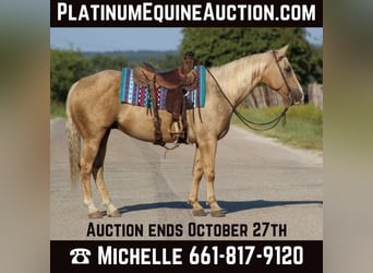 American Quarter Horse, Wallach, 8 Jahre, 152 cm, Palomino