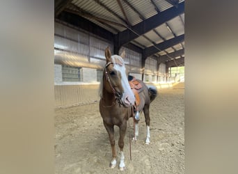American Quarter Horse, Wallach, 8 Jahre, 152 cm, Palomino