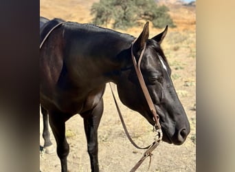 American Quarter Horse, Wallach, 8 Jahre, 152 cm, Rappe