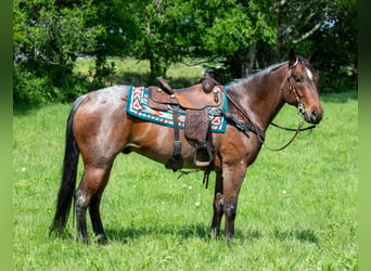 American Quarter Horse, Wallach, 8 Jahre, 152 cm, Roan-Bay