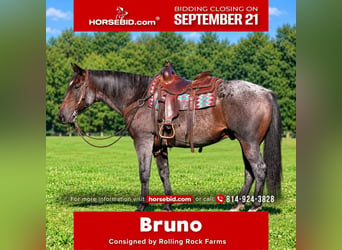 American Quarter Horse, Wallach, 8 Jahre, 152 cm, Roan-Bay