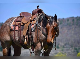 American Quarter Horse, Wallach, 8 Jahre, 152 cm, Roan-Bay