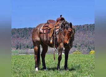 American Quarter Horse, Wallach, 8 Jahre, 152 cm, Roan-Bay