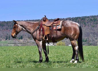 American Quarter Horse, Wallach, 8 Jahre, 152 cm, Roan-Bay