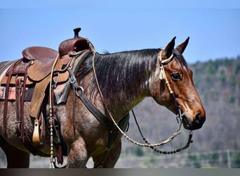 American Quarter Horse, Wallach, 8 Jahre, 152 cm, Roan-Bay