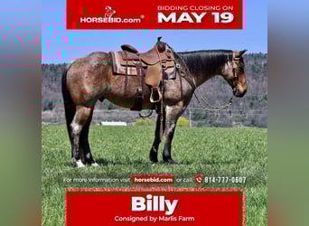 American Quarter Horse, Wallach, 8 Jahre, 152 cm, Roan-Bay
