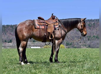 American Quarter Horse, Wallach, 8 Jahre, 152 cm, Roan-Bay