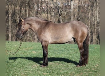 American Quarter Horse, Wallach, 8 Jahre, 152 cm, Roan-Bay
