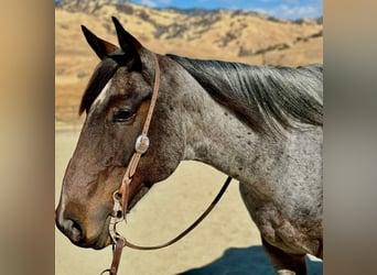 American Quarter Horse, Wallach, 8 Jahre, 152 cm, Roan-Blue