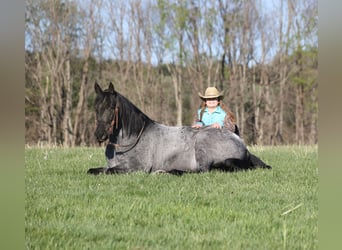American Quarter Horse, Wallach, 8 Jahre, 152 cm, Roan-Blue
