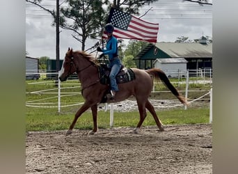 American Quarter Horse, Wallach, 8 Jahre, 152 cm, Roan-Red