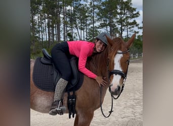 American Quarter Horse, Wallach, 8 Jahre, 152 cm, Roan-Red