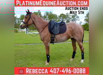 American Quarter Horse, Wallach, 8 Jahre, 152 cm, Roan-Red