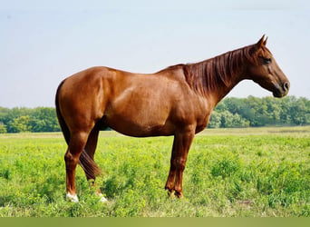 American Quarter Horse, Wallach, 8 Jahre, 152 cm, Roan-Red