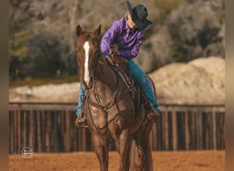 American Quarter Horse, Wallach, 8 Jahre, 152 cm, Roan-Red