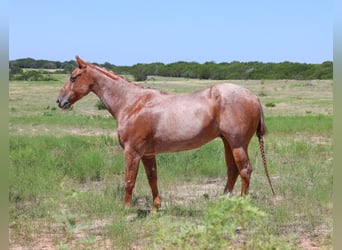 American Quarter Horse, Wallach, 8 Jahre, 152 cm, Roan-Red