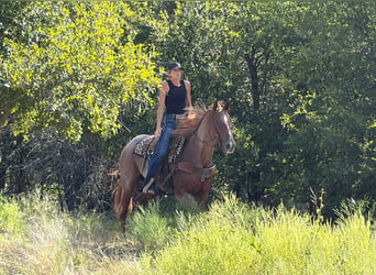 American Quarter Horse, Wallach, 8 Jahre, 152 cm, Roan-Red