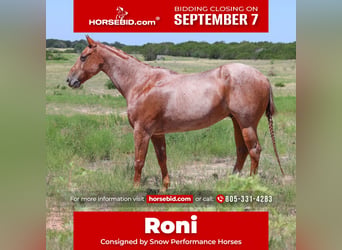 American Quarter Horse, Wallach, 8 Jahre, 152 cm, Roan-Red